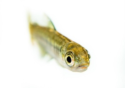 coho salmon fry oncorhynchus kisutch
