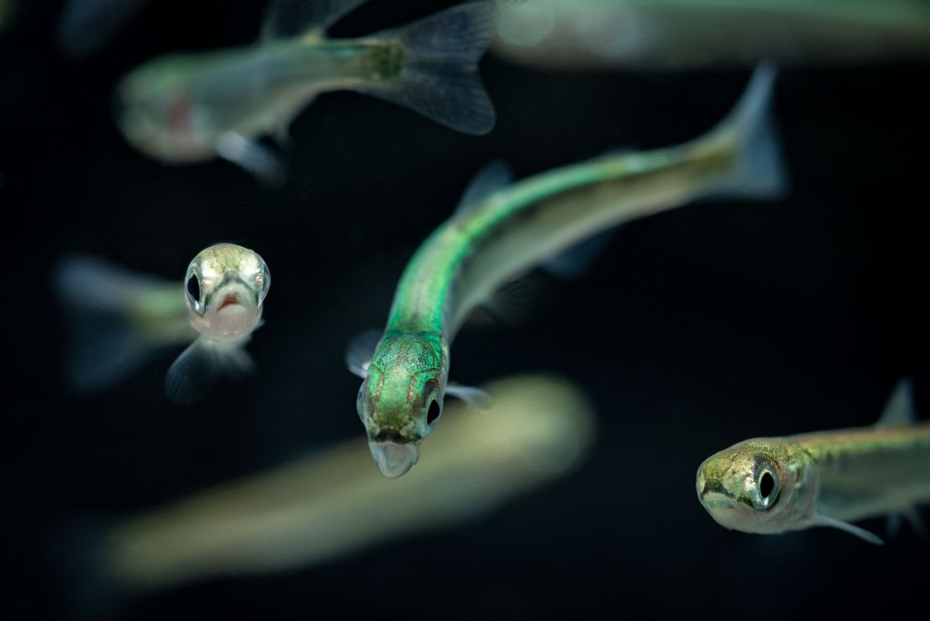 Salmon Fry Out Migration Eiko Jones Photo and Video