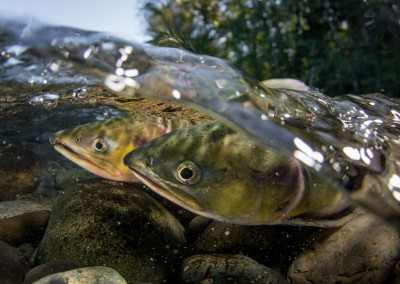 pink salmon in quinsam river