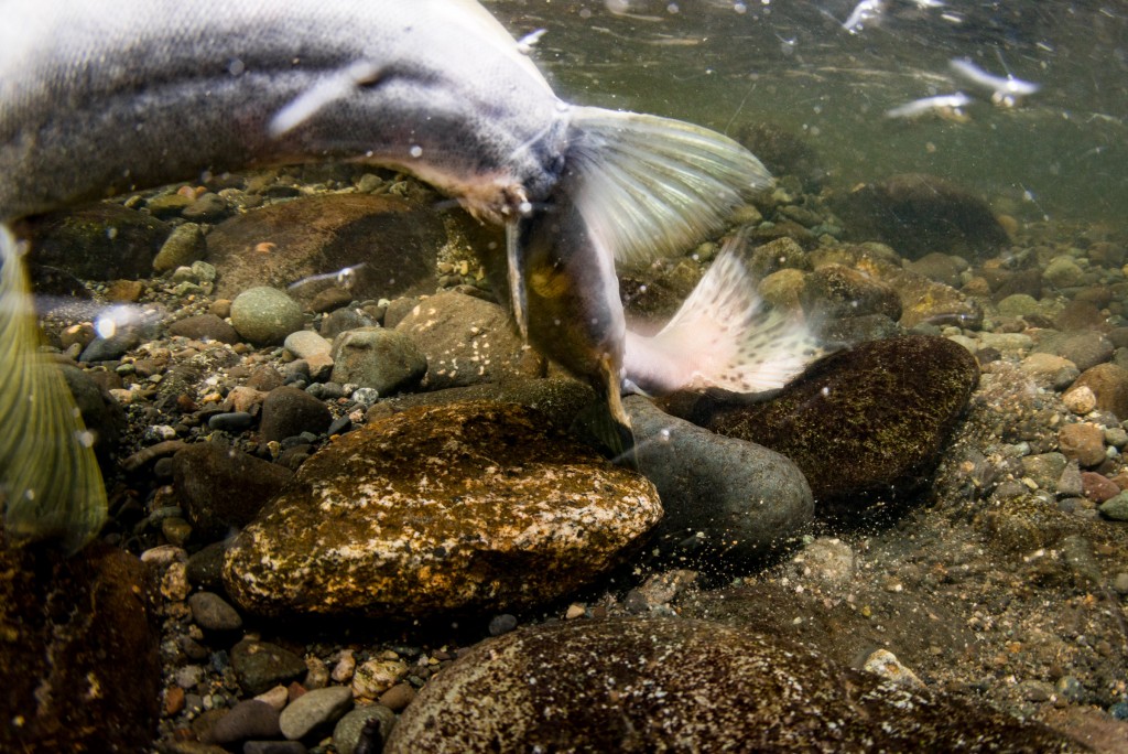 pink salmon spawning image 3