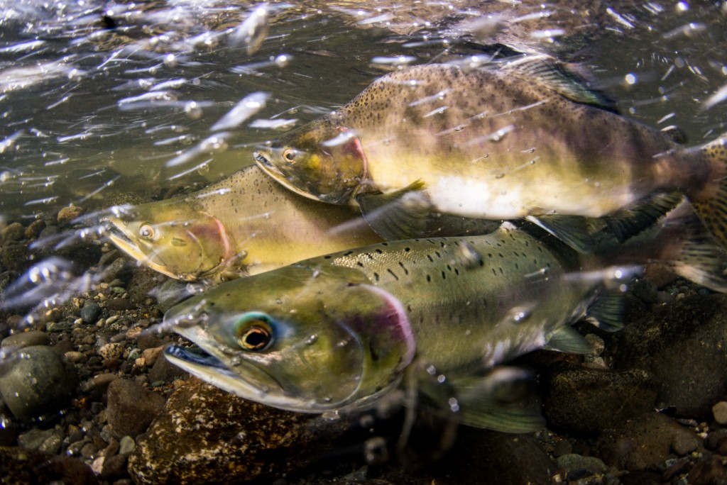 pink salmon spawning image 4