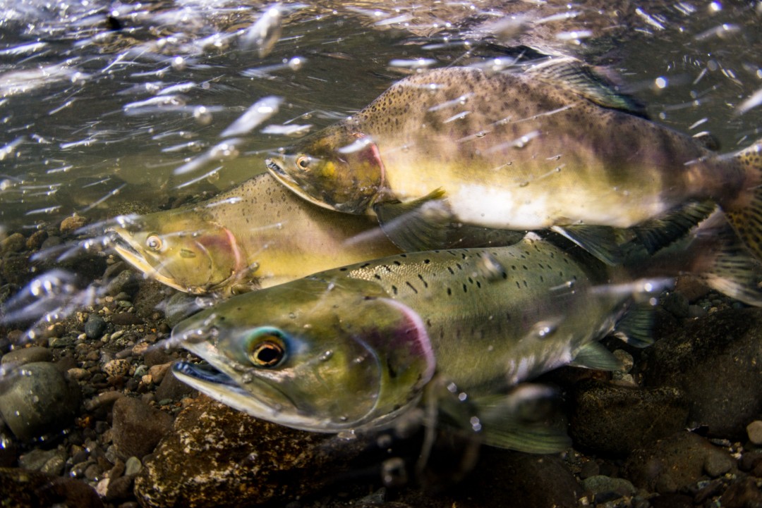 Salmon Spawning Event finally caught on camera.