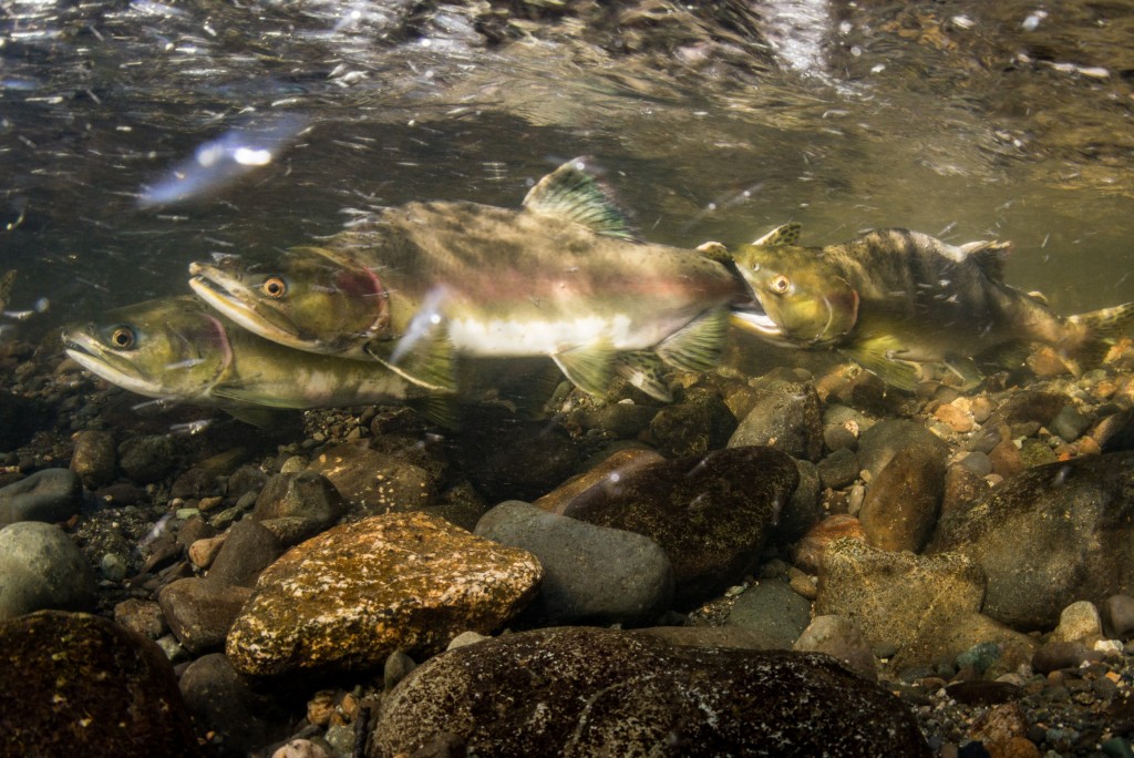 pink salmon spawning image 5