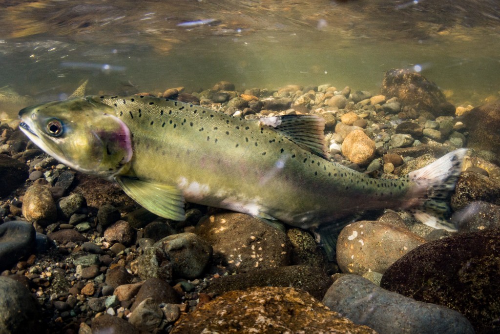 pink salmon spawning image 6