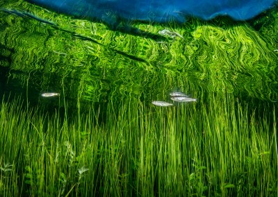 Chinook salmon fry reeds