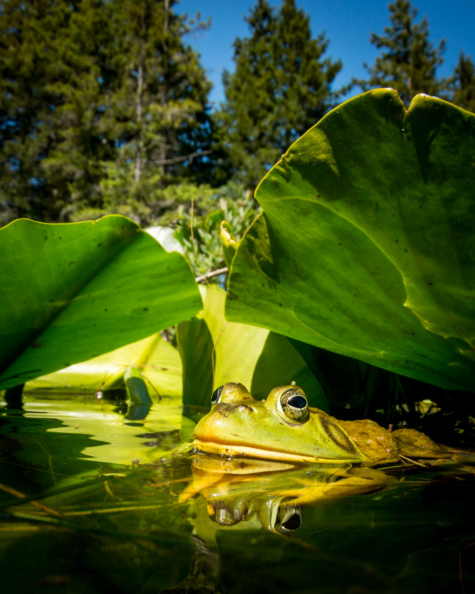 american bullfrog always searching for prey