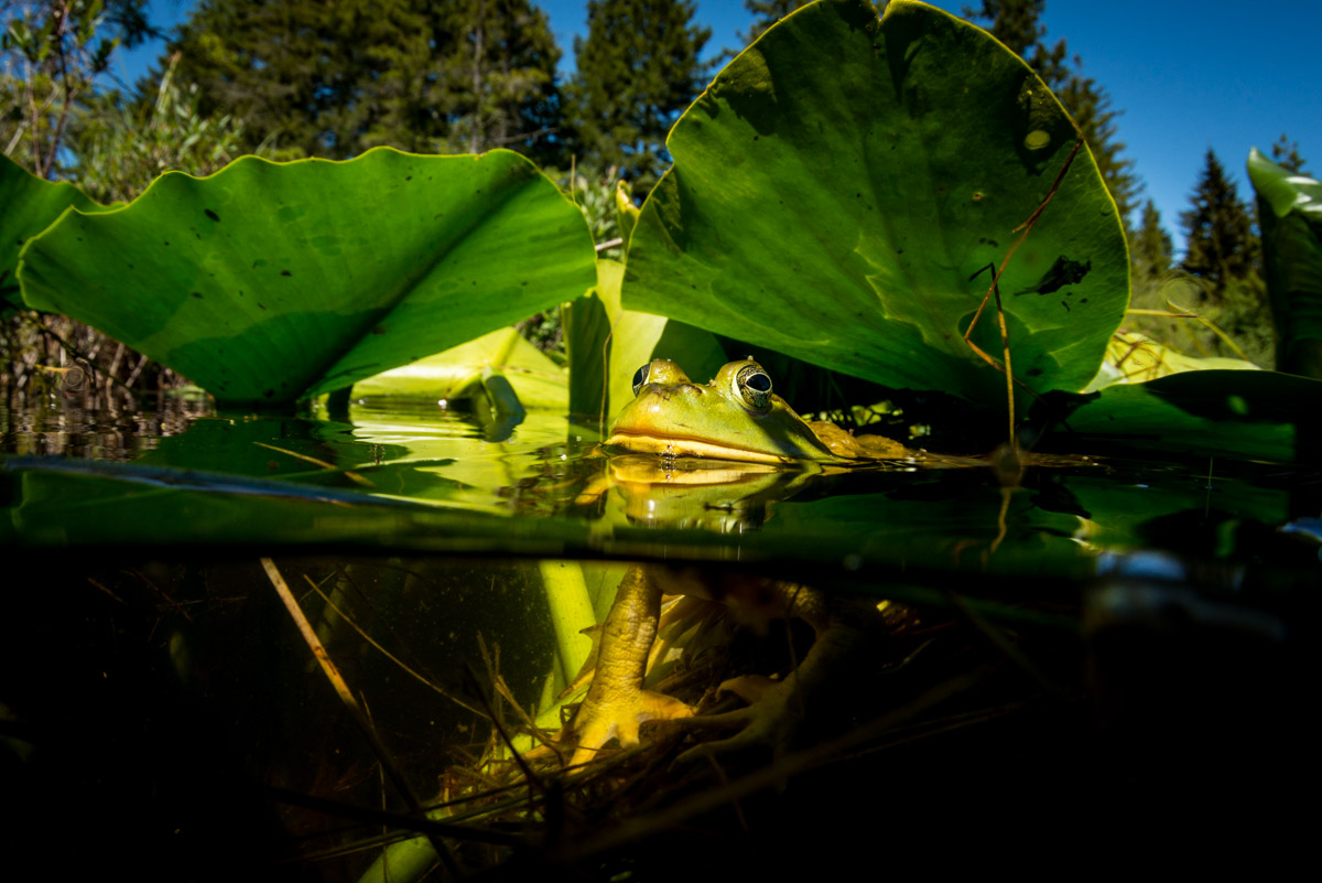 big bullfrog waiting for a meal