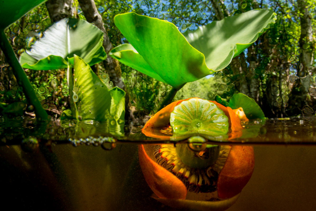 yellow water lily flower