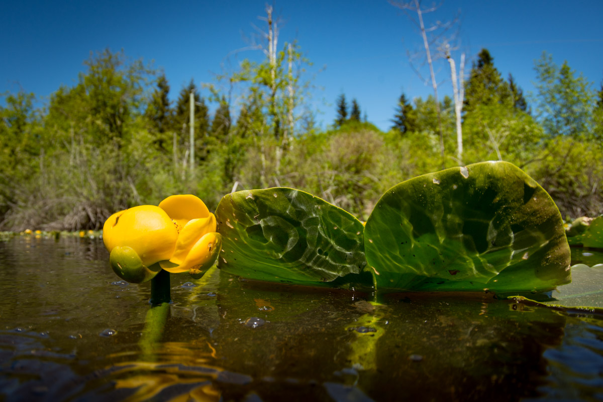 yellow water lily