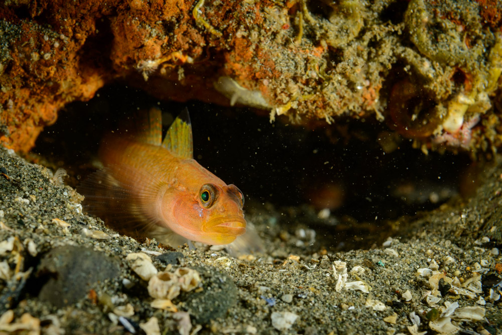 black eye goby in den