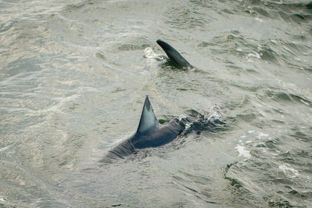 snorkeling with blue shark