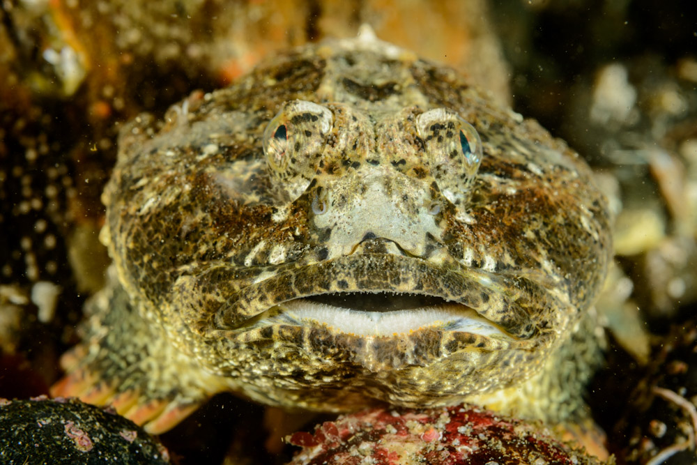 buffalo sculpin face