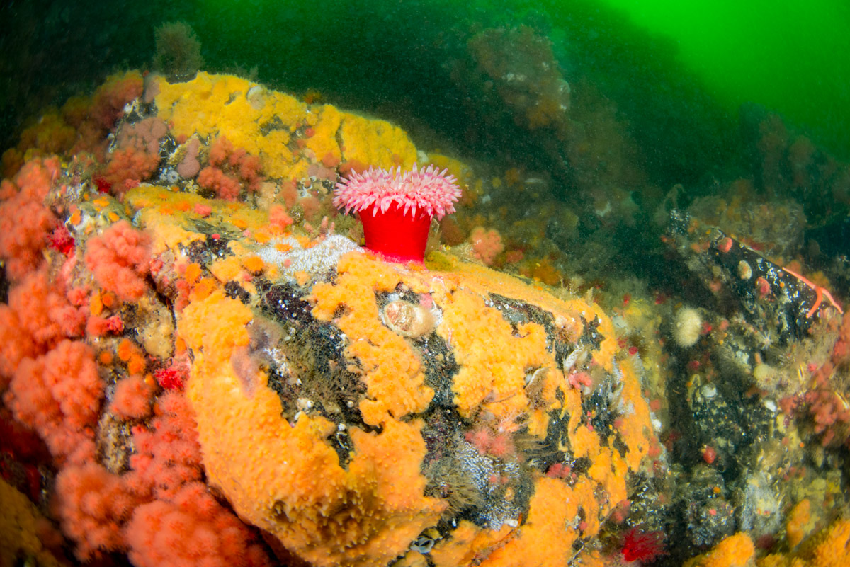 colourful underwater life in BC