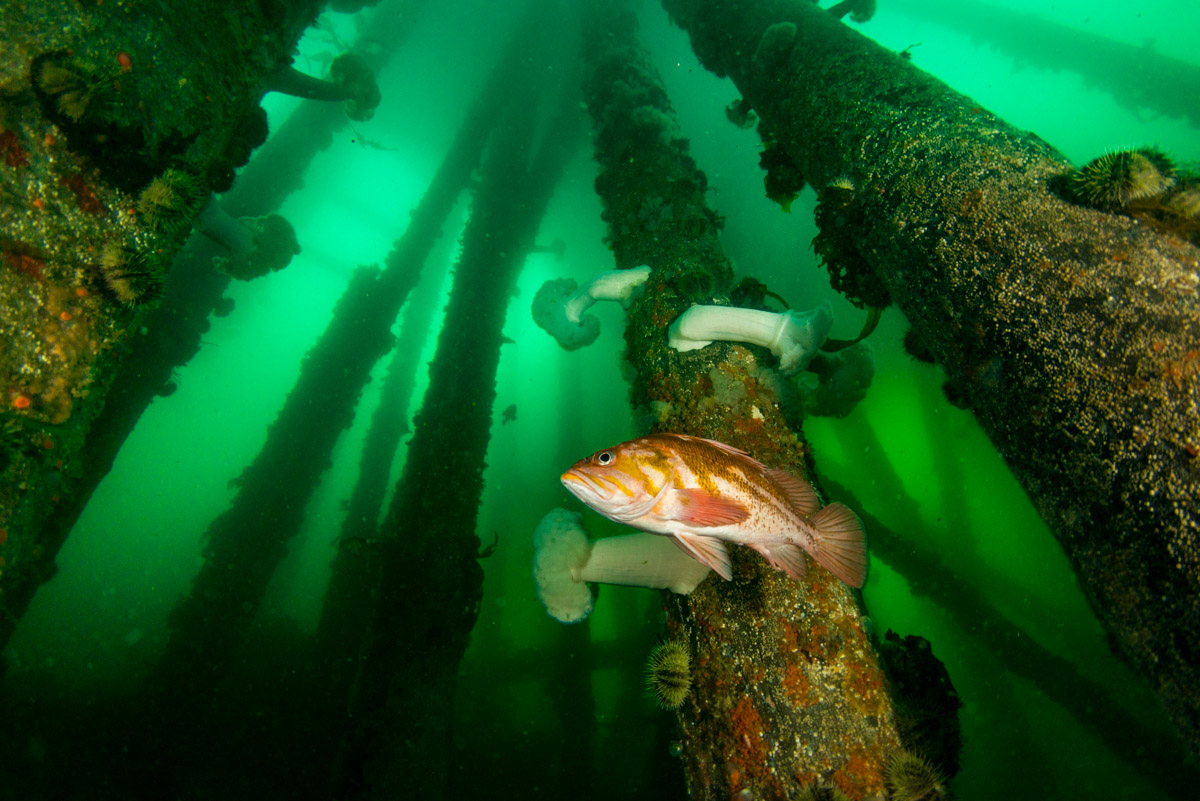 copper rockfish amid argonaut wharf pilings