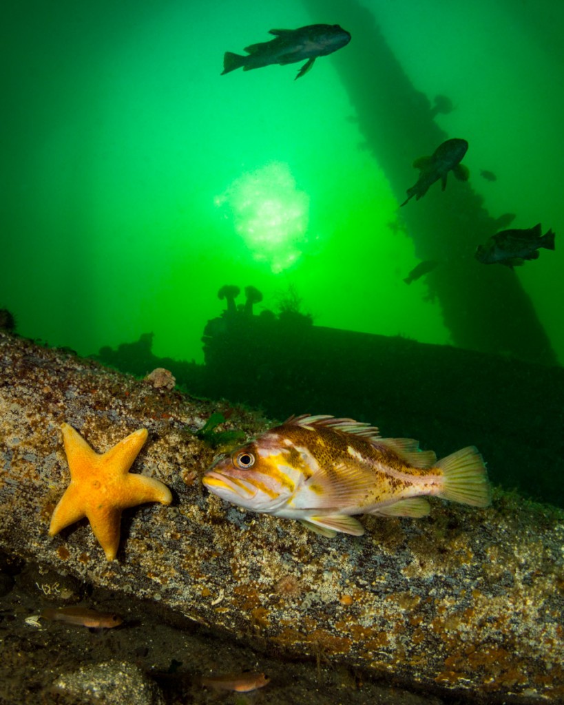 copper rockfish in british columbias emerald sea