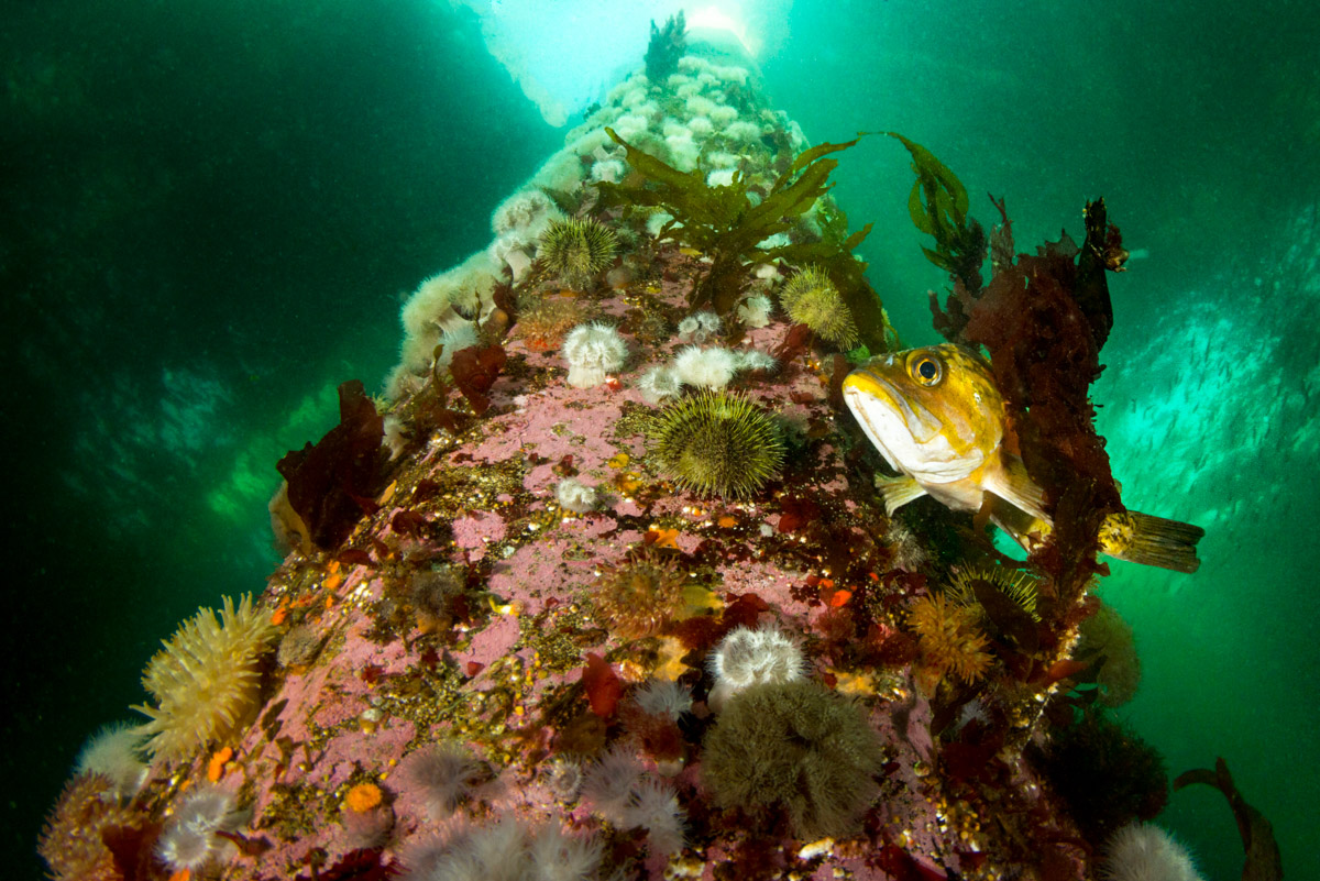 copper rockfish on wharf piling