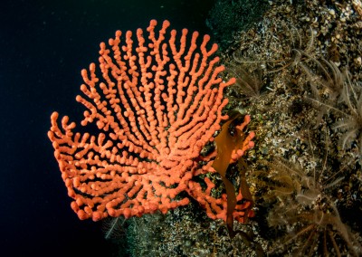 gorgonian fan tahsis inlet