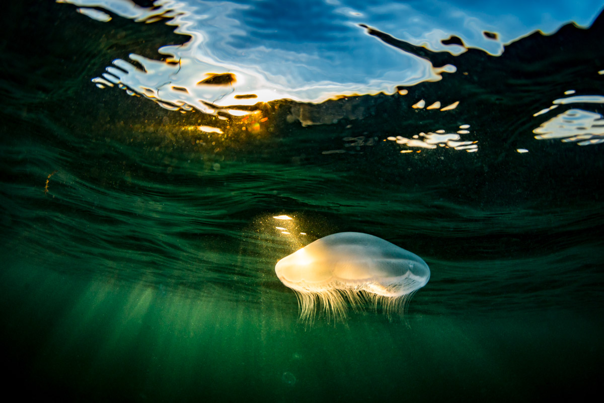 jellyfish lit by setting sun