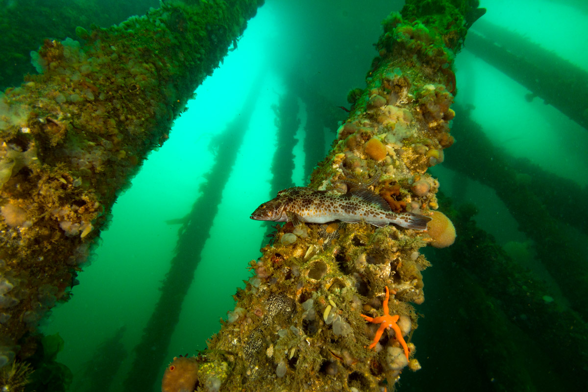 lingcod on wharf piling in campbell river