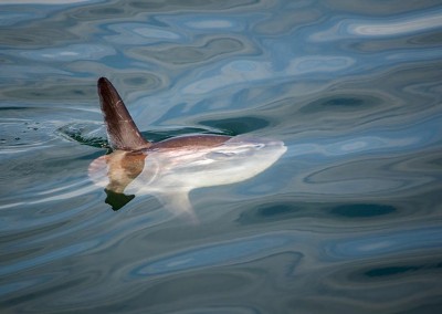 mola mola at surface in canada waters