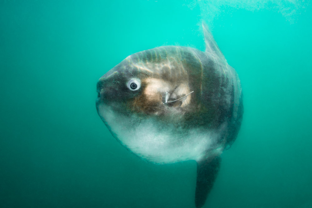 mola mola frequent british columbia waters