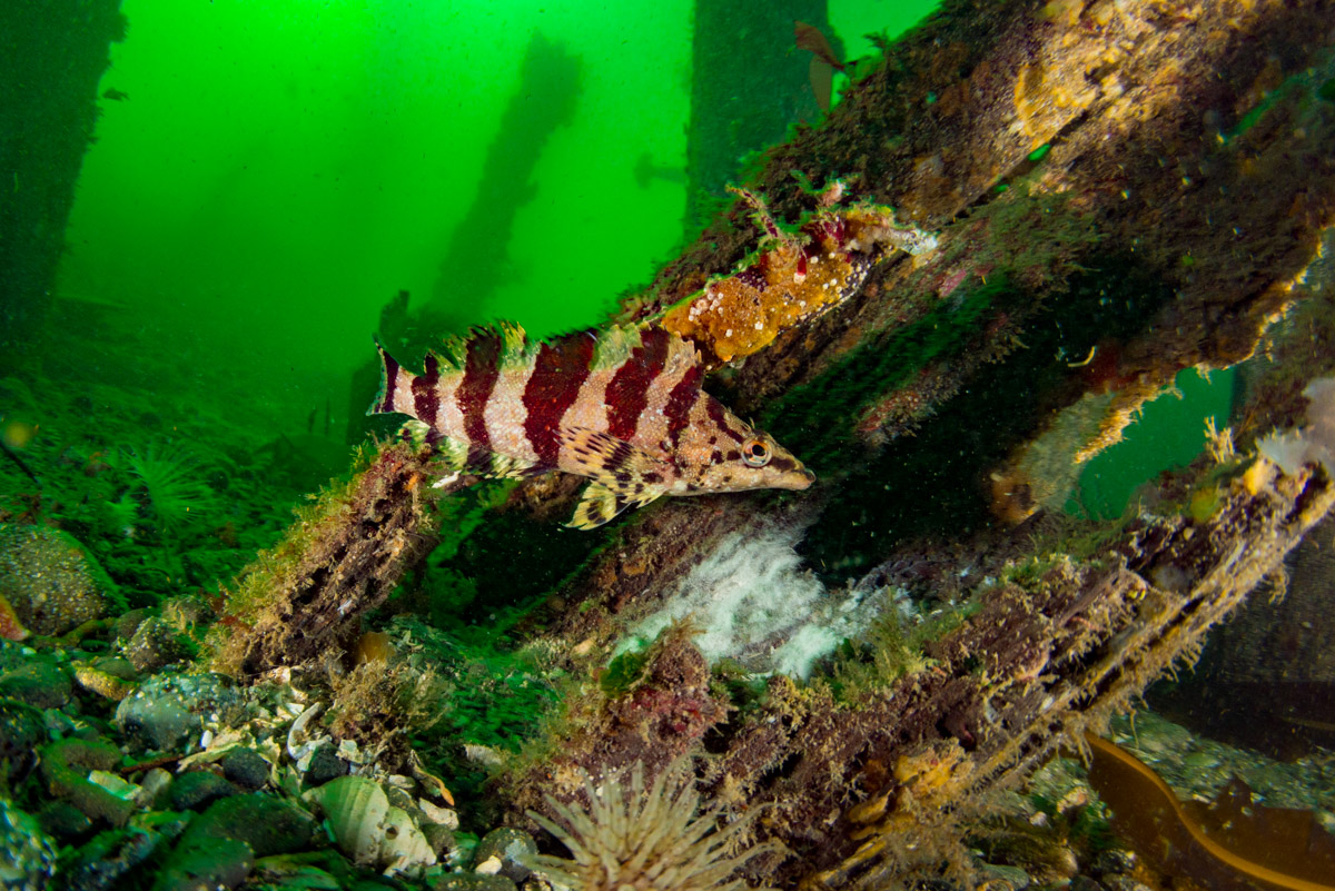 painted greenling protecting nest in campbell river