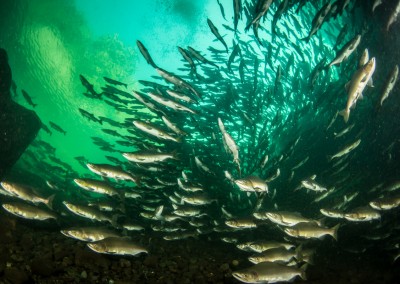 Pink salmon migration