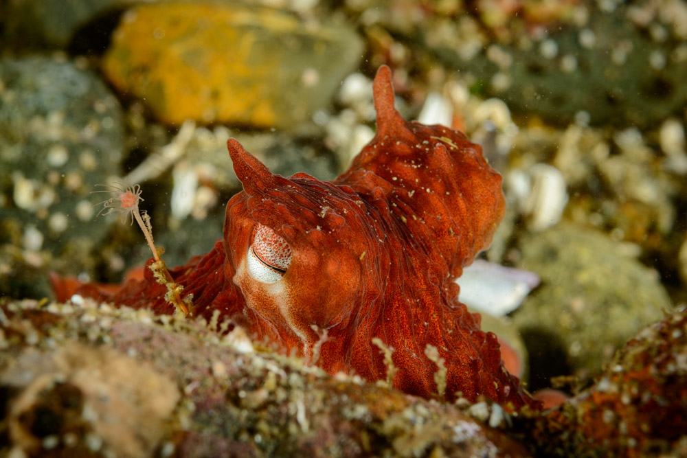 red octopus eyes
