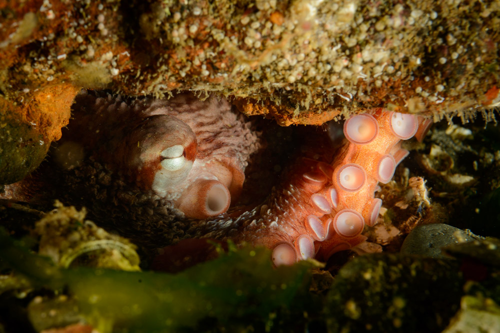 octopus
