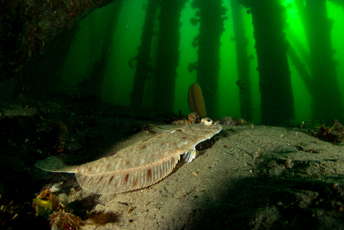 rock sole under argonaut wharf