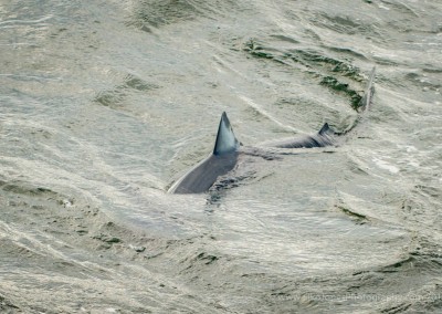 blue shark in offshore waters
