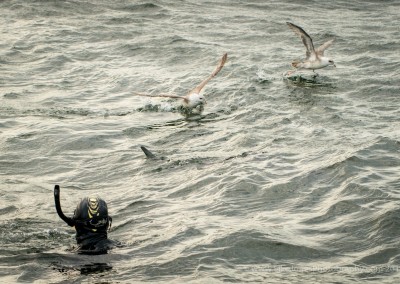 snorkeler with northern fulmars