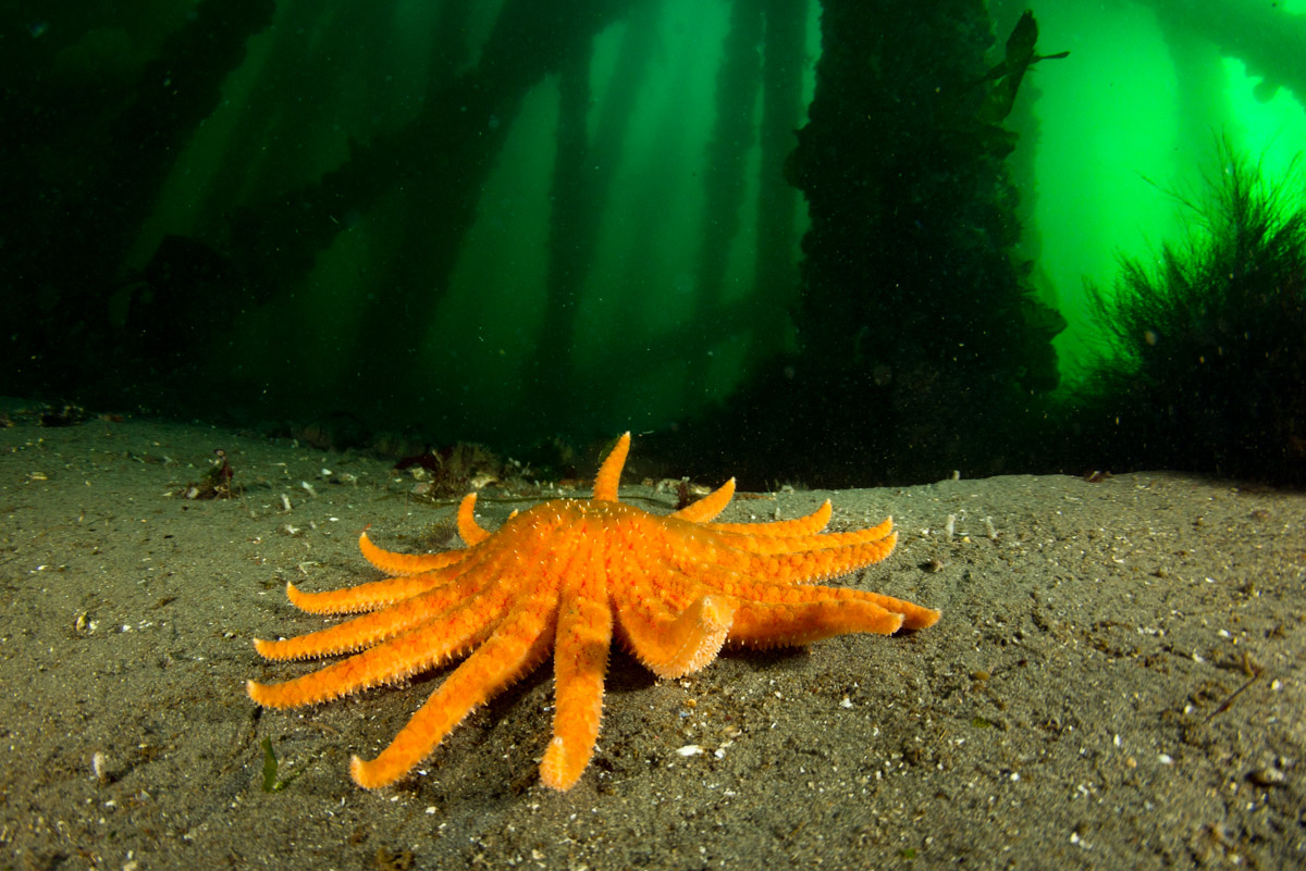 sunflower star returning to waters near campbell river