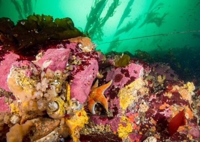tahsis inlet shallow water life