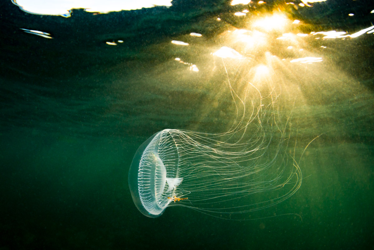 water jelly and sunburst