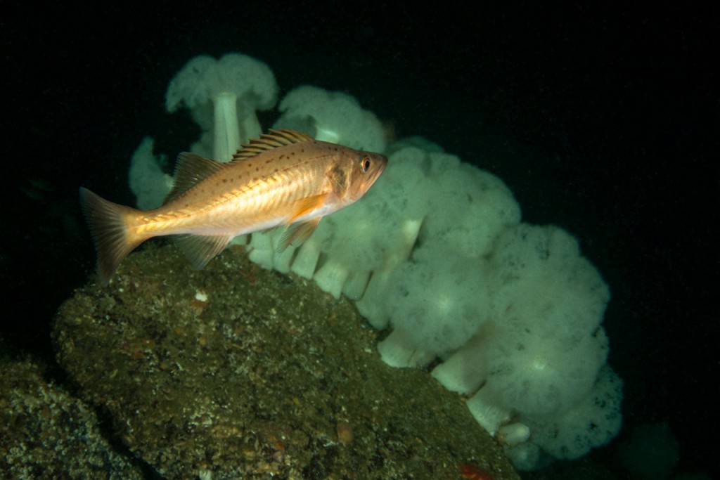 boccacio-rockfish