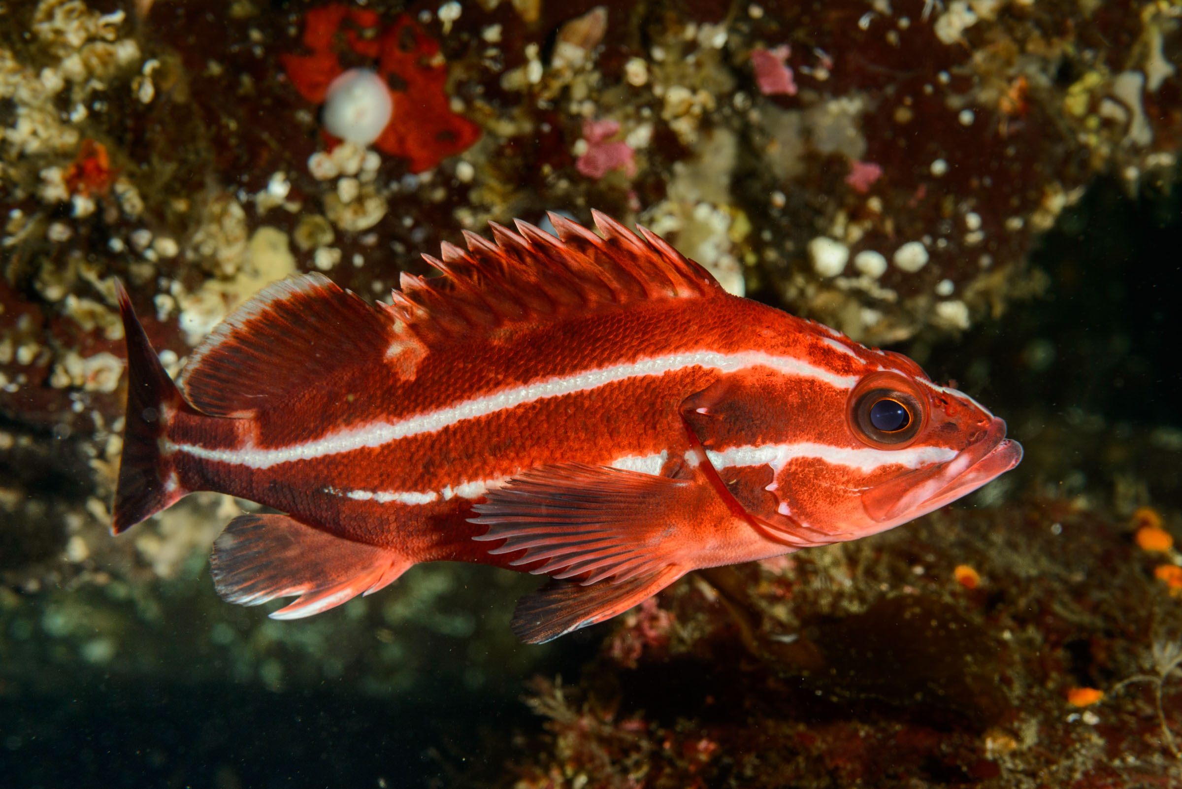 Rockfish of the Pacific Northwest.