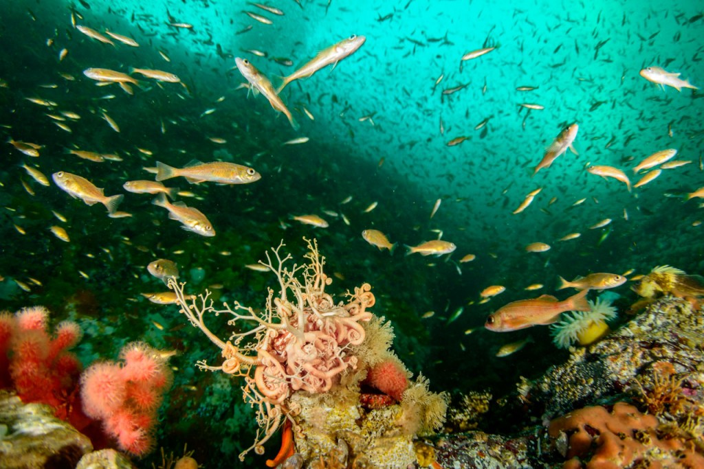 multitudes-of-juvenile-rockfish