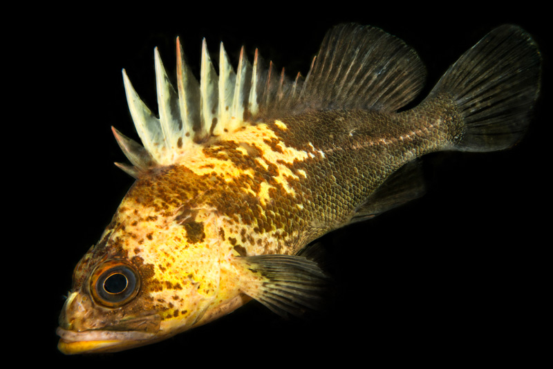 Rockfish of the Pacific Northwest.