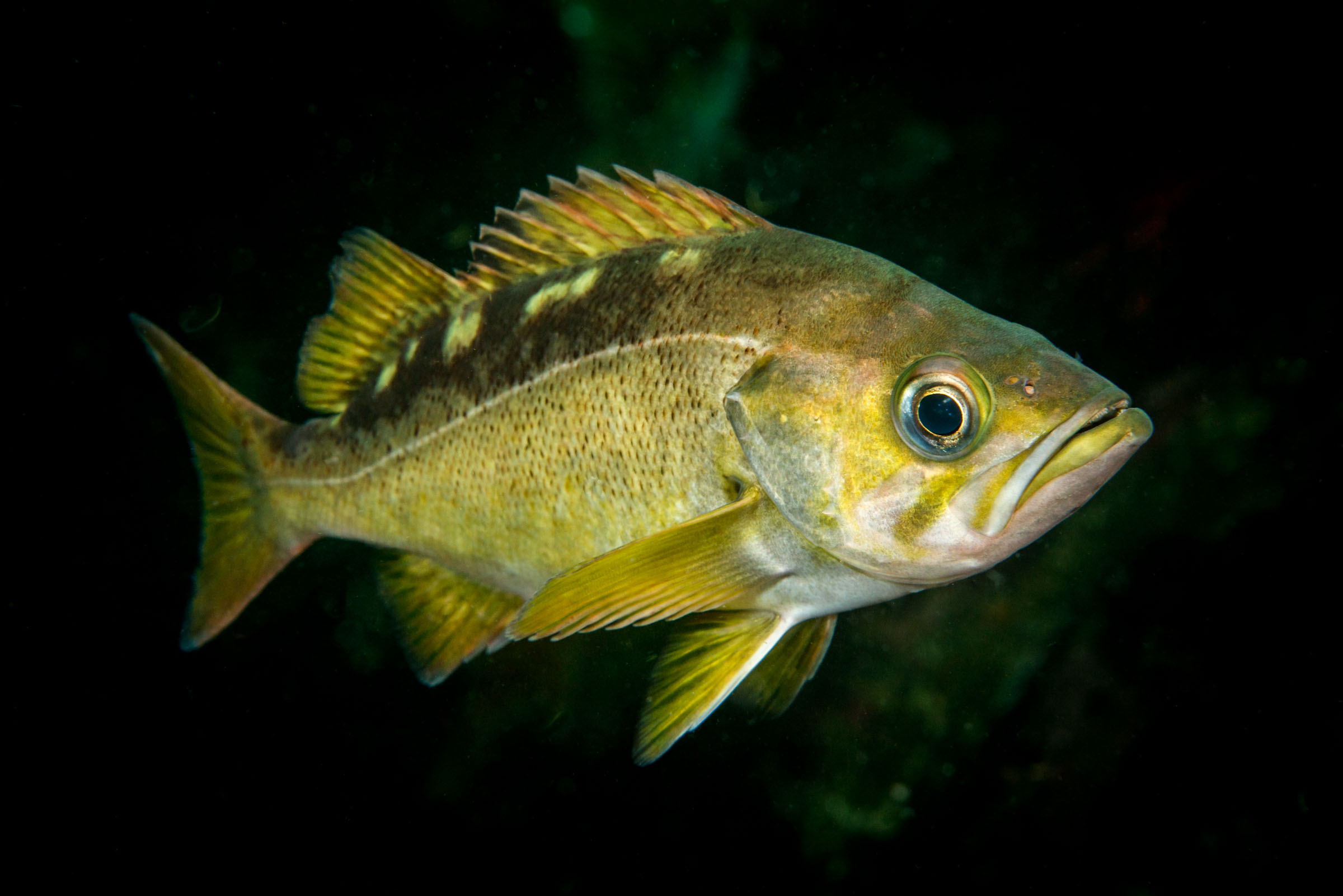 Rockfish of the Pacific Northwest.
