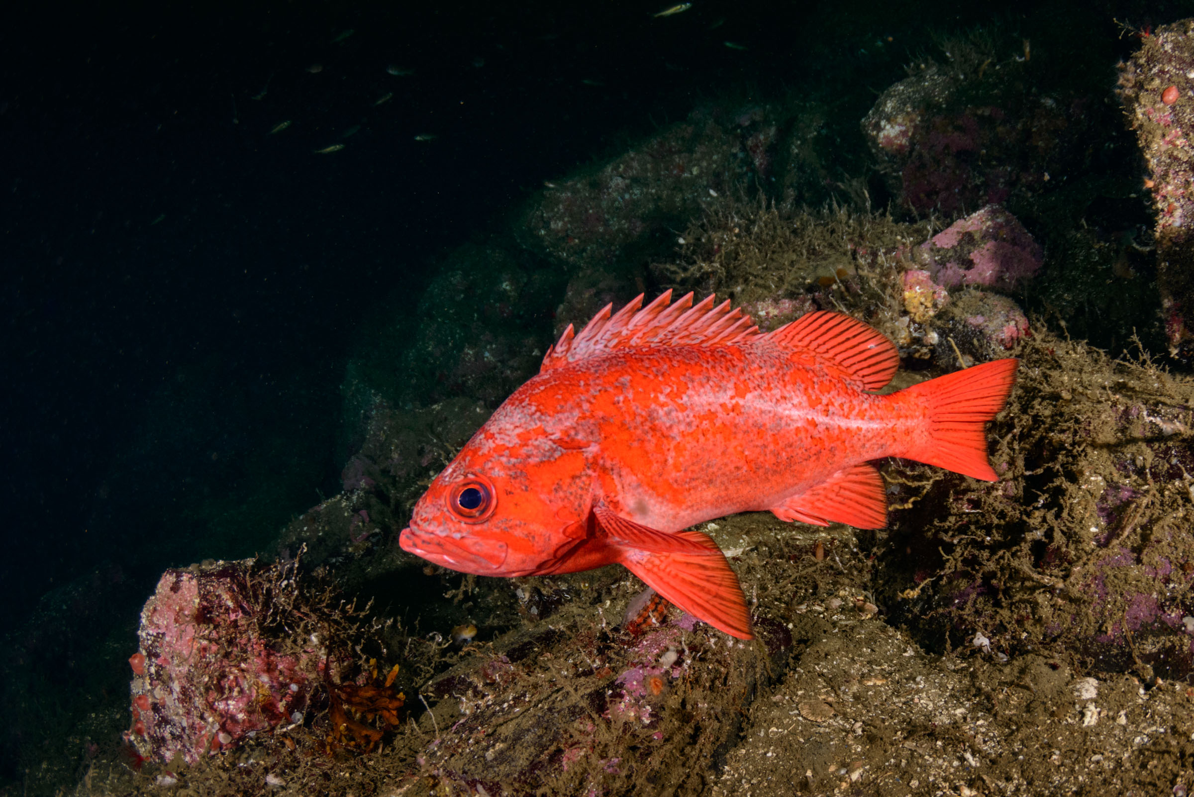 Rockfish of the Pacific Northwest.