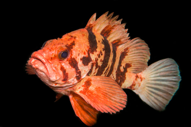 Rockfish of the Pacific Northwest.