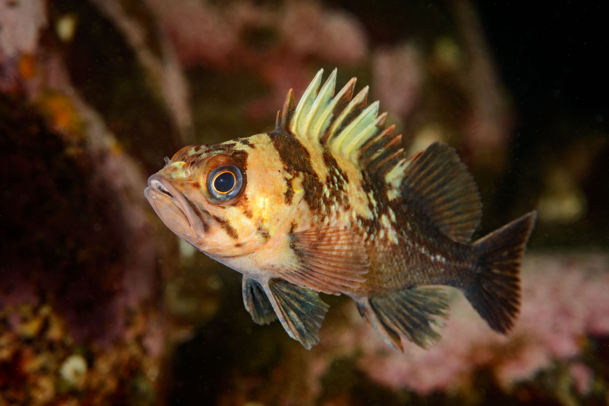 Rockfish of the Pacific Northwest.
