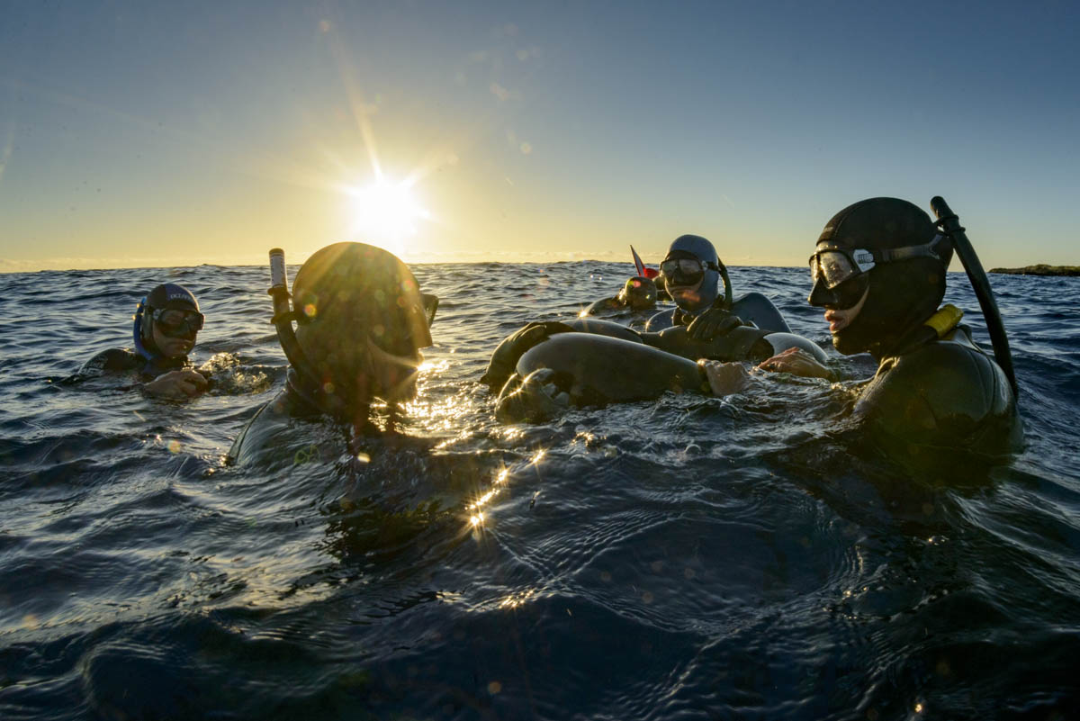 Freedivers at the surface in hawaii