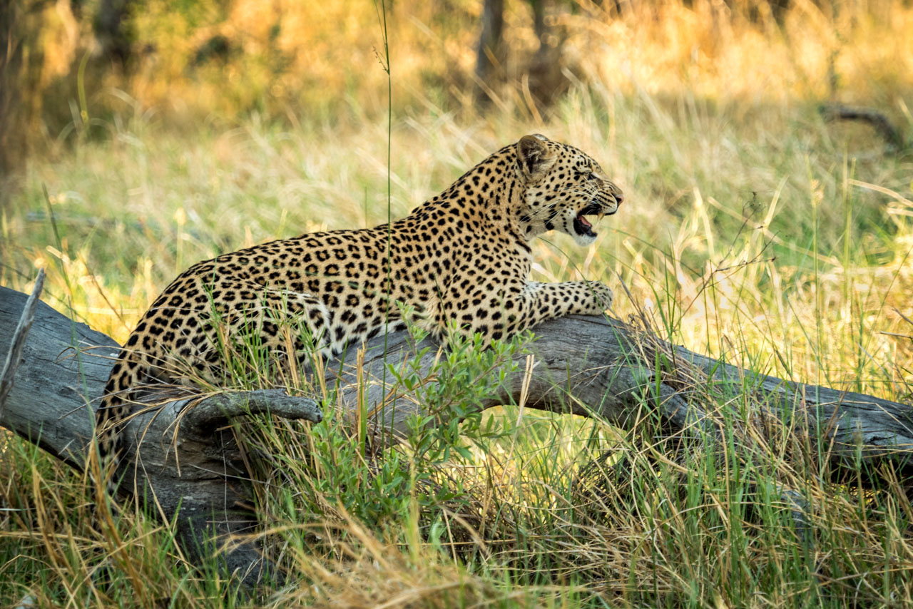 leopard in botswana