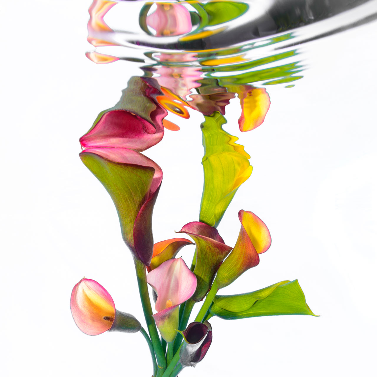 PIcasso like image of colourful Cala Lilies taken underwater