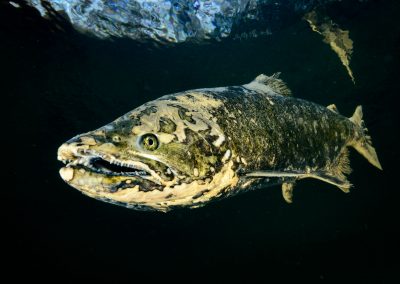Dying Chinook Salmon