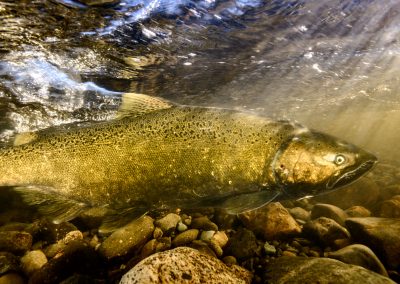 Chinook Salmon in the Quinsam River
