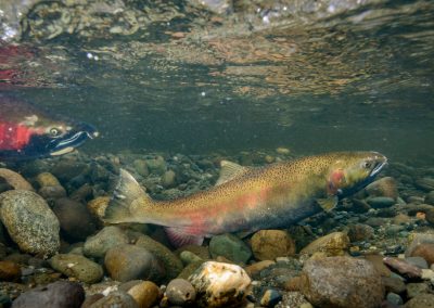 Female Coho Salmon anal fin probing redd