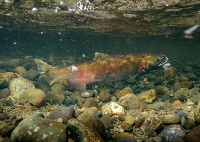 post spawn female coho salmon covering redd